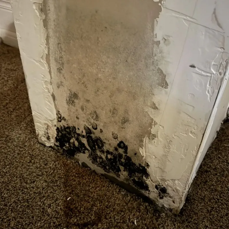 Professional Mold Removal in Marshfield, MO
